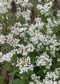 Eupatorium x 'Polished Brass'